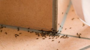 how-to-get-rid-of-ants